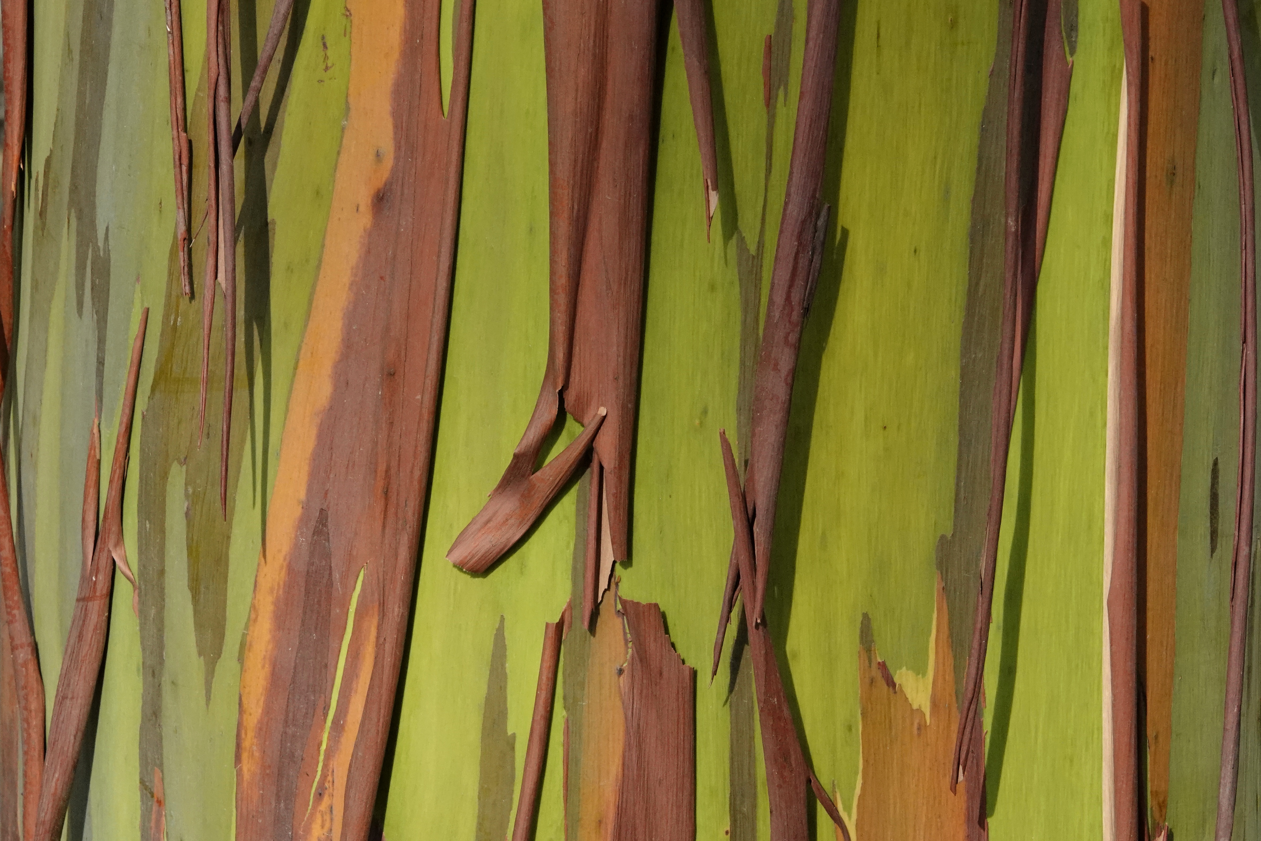 Écorce colorée d'eucalyptus